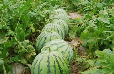 网红大瓜在哪找