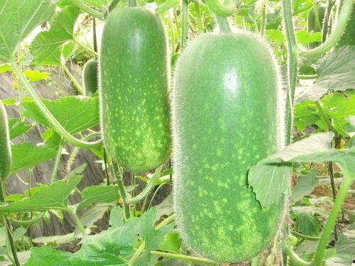 热门大瓜往期内容 911爆料大揭秘 热门大瓜热心的朝阳爆料,朝阳爆料与热门大瓜背后的真相